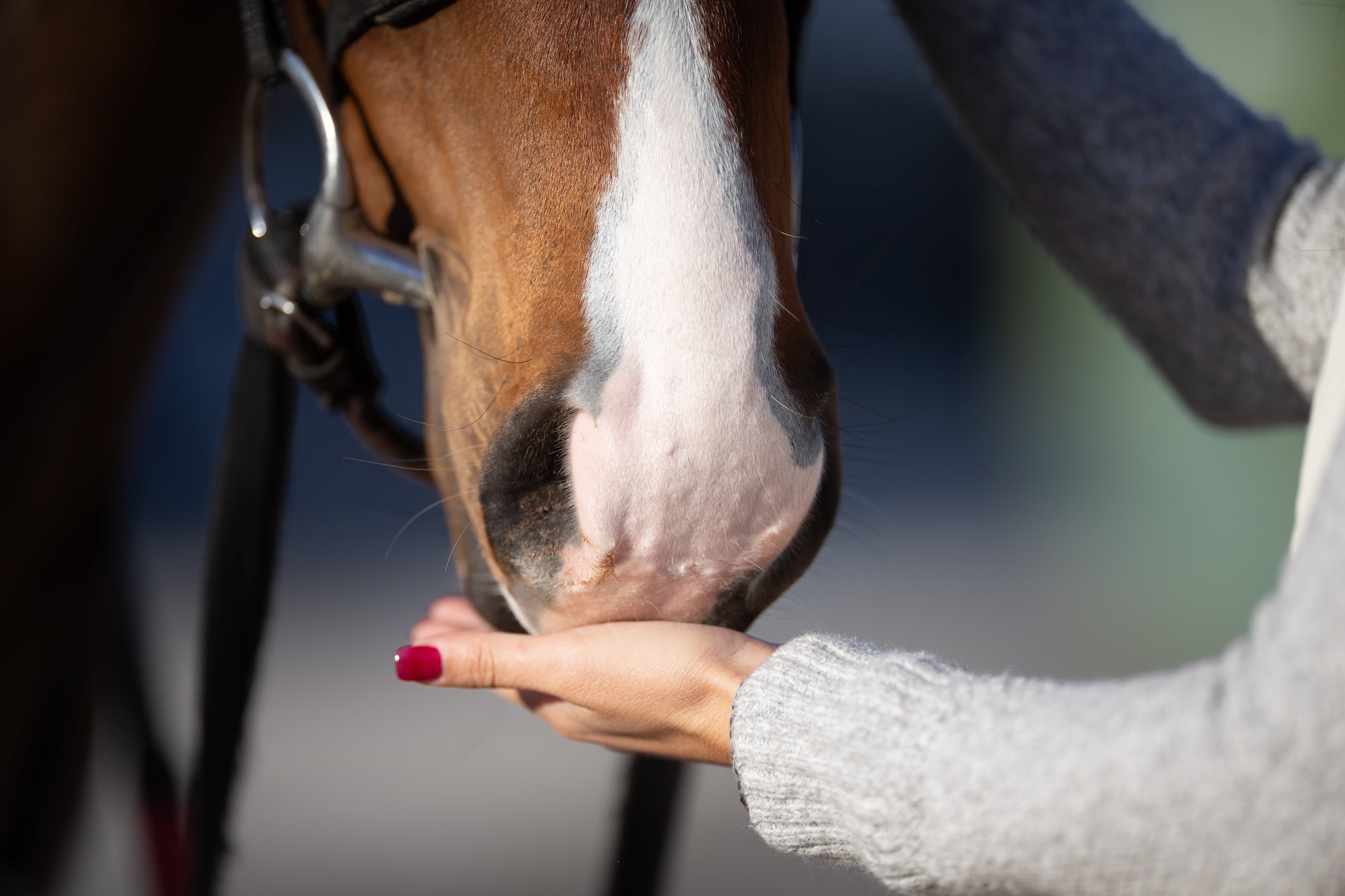 2021 PEGASUS WORLD CUP CHAMPIONSHIP INVITATIONAL RECOGNIZES THOROUGHBRED AFTERCARE ALLIANCE AS CHARITABLE PARTNER